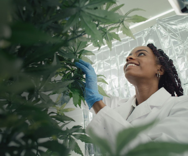 Cannabis Workforce Initiative